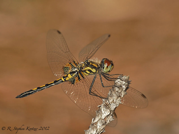 Celithemis ornata, male